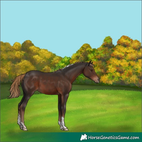 Horse Color:Liver Chestnut Tobiano 