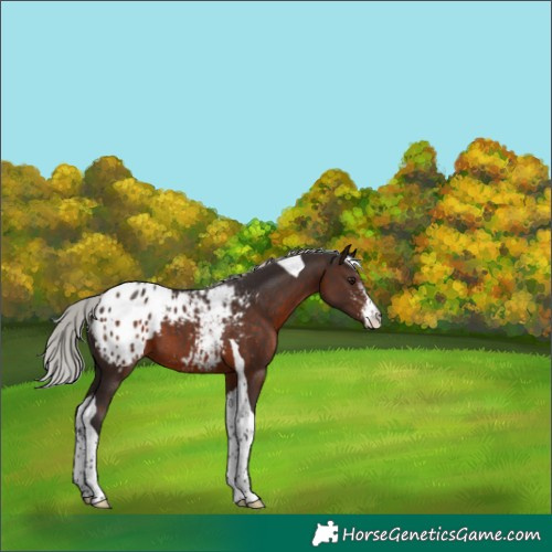 Horse Color:Silver Brown Sabino Tobiano Appaloosa