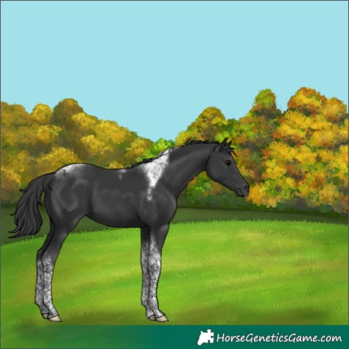 Horse Color:Black Tobiano