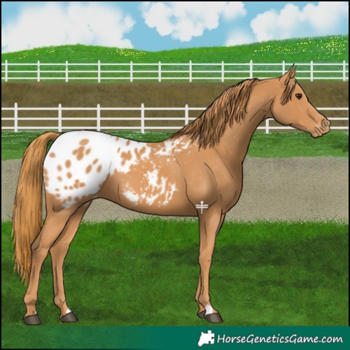 Horse Color:Chestnut Appaloosa 