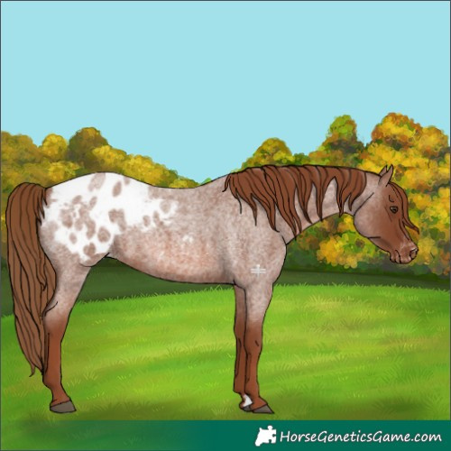 Horse Color:Red Roan Appaloosa 