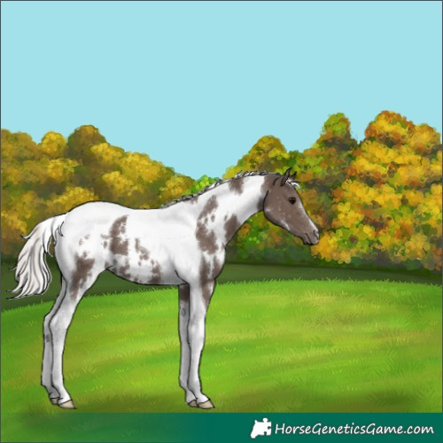 Horse Color:White Spotted Silver Black Tobiano 