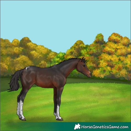 Horse Color:Brown Tobiano