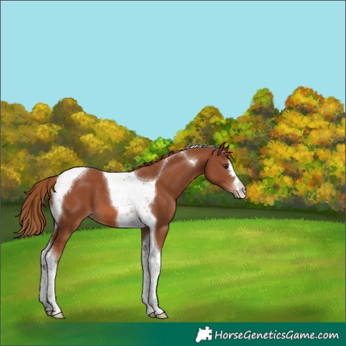 Horse Color:Chestnut Tobiano