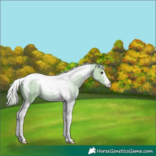 Horse Color:Watercolor Silver Black Tobiano