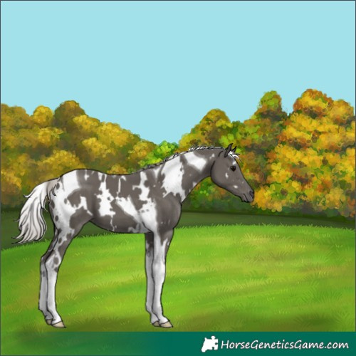 Horse Color:White Spotted Silver Black Tobiano