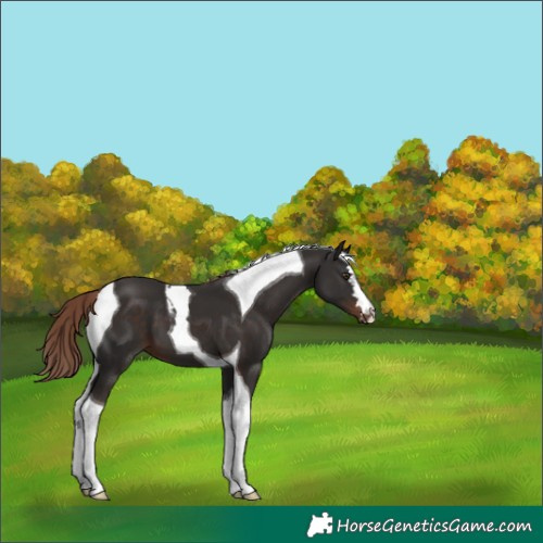 Horse Color:Liver Chestnut Tobiano