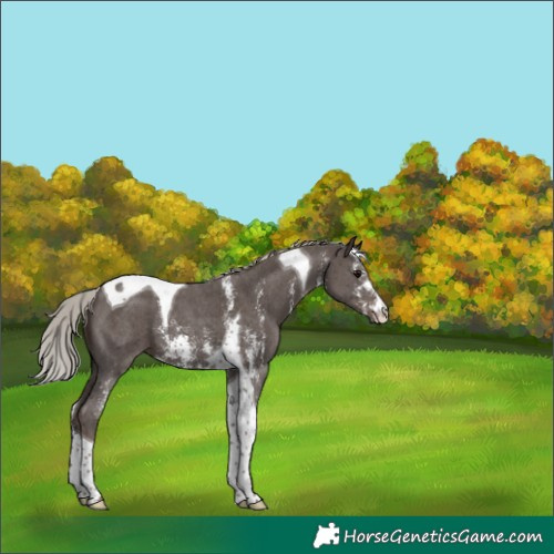 Horse Color:Silver Black Sabino Tobiano 