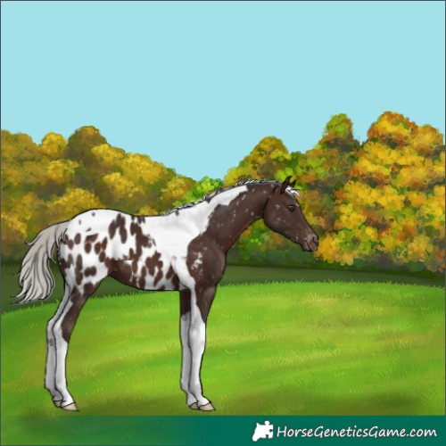 Horse Color:Silver Brown Tobiano Appaloosa 
