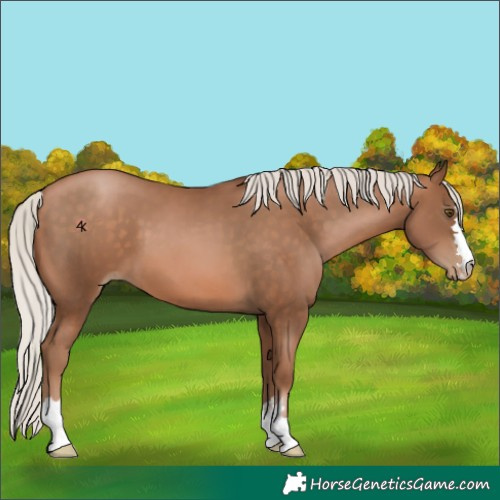 Horse Color:Unknown 