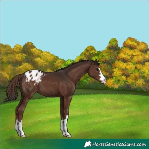 Horse Color:Liver Chestnut Appaloosa