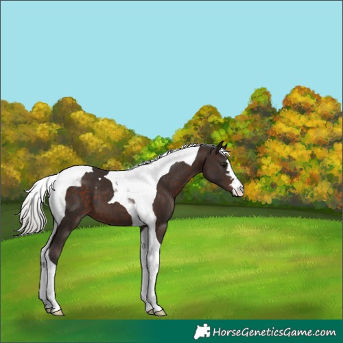 Horse Color:Silver Brown Tobiano 