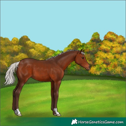 Horse Color:Silver Brown 