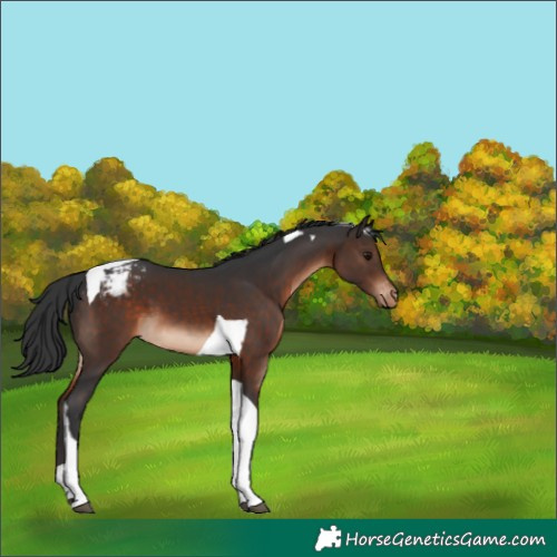 Horse Color:Brown Tobiano Appaloosa 
