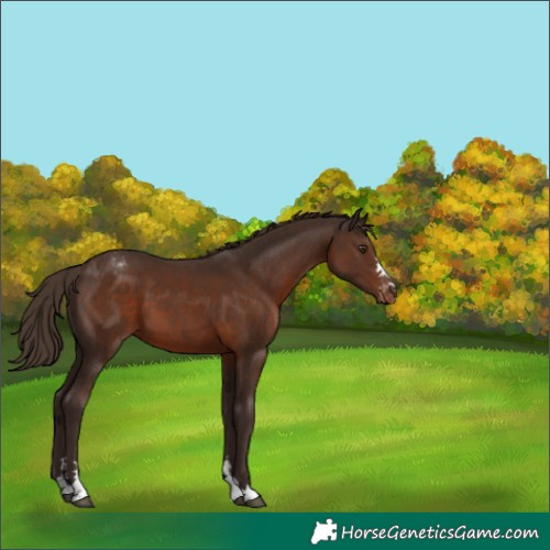 Horse Color:Liver Chestnut Appaloosa 