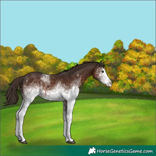 Horse Color:White Spotted Liver Chestnut Appaloosa 