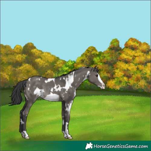 Horse Color:White Spotted Grullo Frame Rabicano 