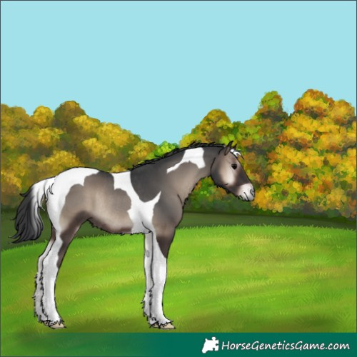 Horse Color:Blue Onyx Tobiano Rabicano