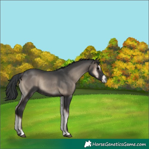 Horse Color:Blue Onyx Rabicano