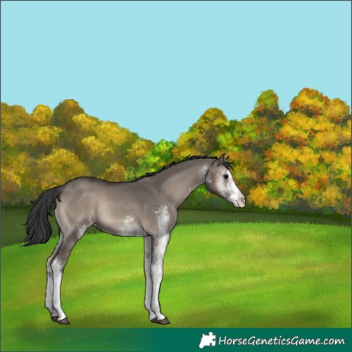 Horse Color:White Spotted Grullo Onyx Tobiano Rabicano 