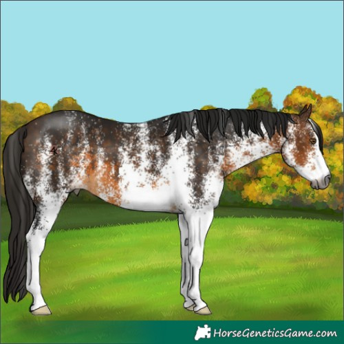 Horse Color:Unknown