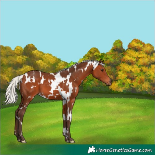 Horse Color:White Spotted Silver Brown
