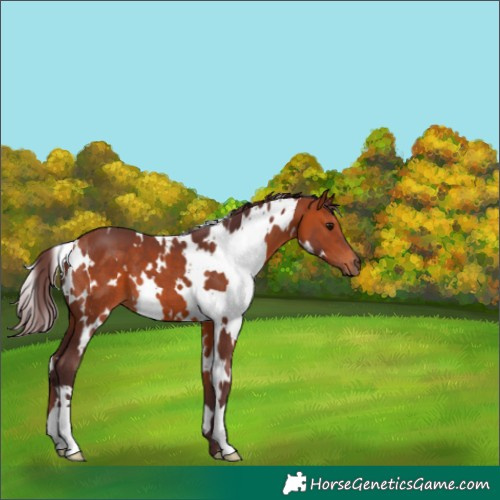 Horse Color:White Spotted Chocolate Bay 