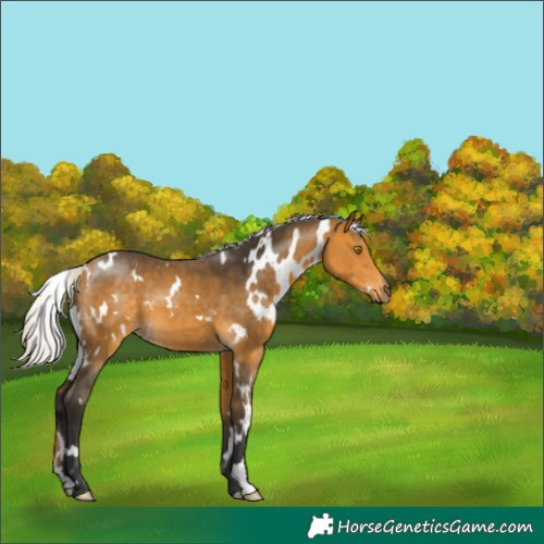 Horse Color:White Spotted Silver Buckskin