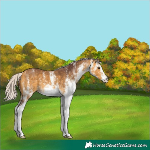 Horse Color:White Spotted Chocolate Silver Buckskin 