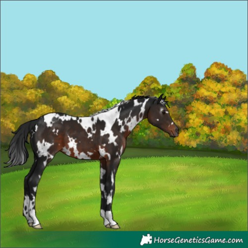Horse Color:Gray White Spotted Brown 