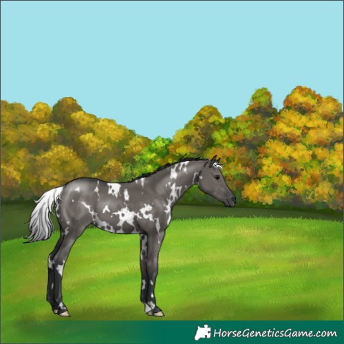 Horse Color:White Spotted Grullo 