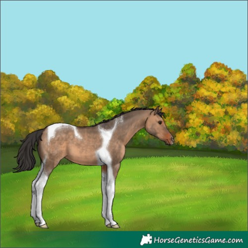 Horse Color:Brown Dun Tobiano 