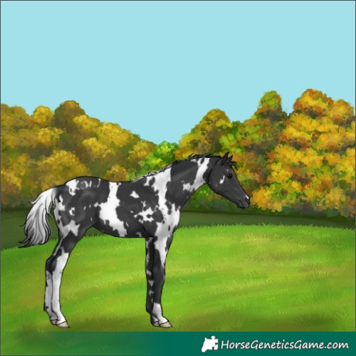 Horse Color:White Spotted Black 