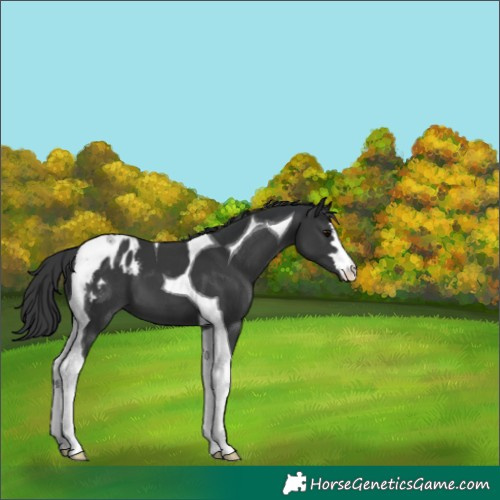 Horse Color:Black Tobiano Appaloosa 