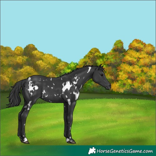 Horse Color:White Spotted Black