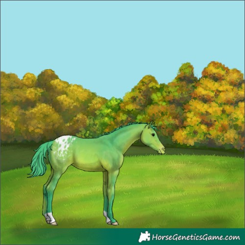Horse Color:Watercolor Bay Appaloosa 