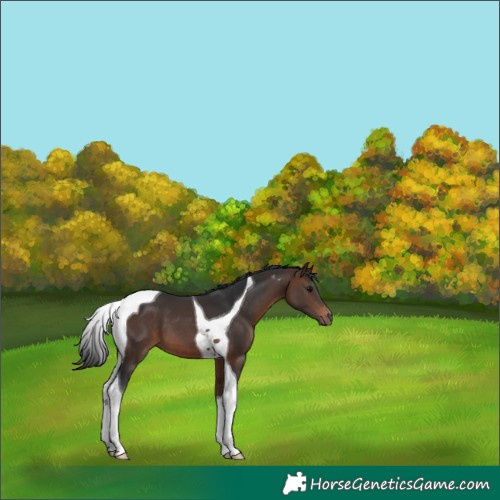Horse Color:Brown Tobiano