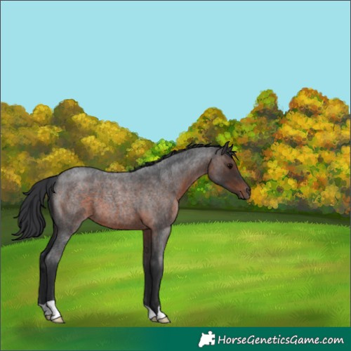 Horse Color:Brown Roan