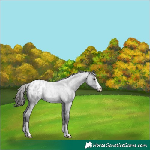 Horse Color:Smoky Blue Roan Appaloosa 
