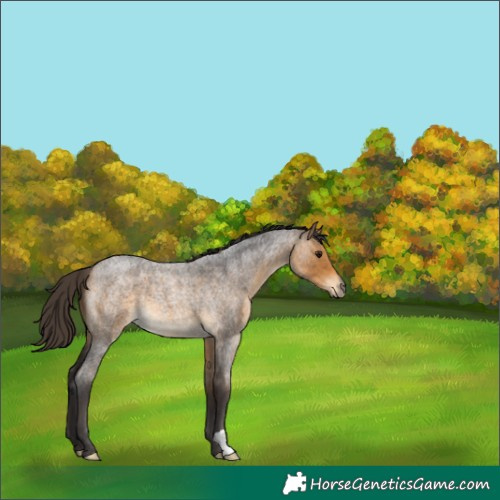 Horse Color:Buckskin Roan 