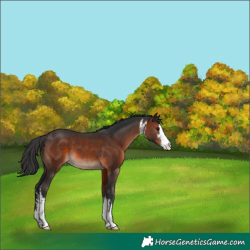 Horse Color:White Spotted Brown 