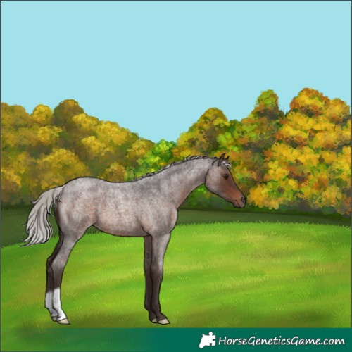 Horse Color:Silver Brown Roan 