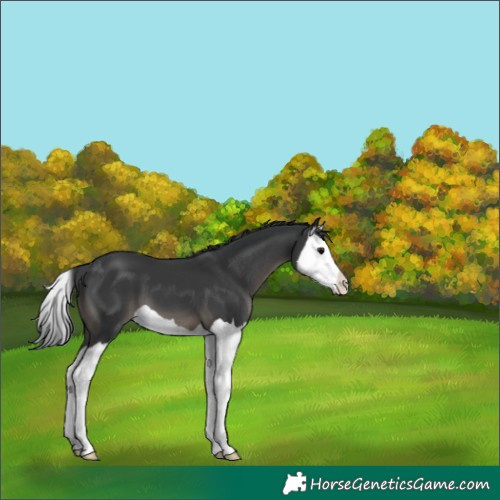 Horse Color:Black Splash 