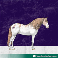 Horse Color:Platinum White Spotted Gold Champagne Sabino Appaloosa