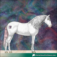Horse Color:Platinum Gold Champagne Sabino Appaloosa 