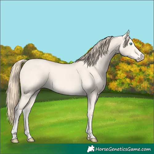 Horse Color:Perlino Dun