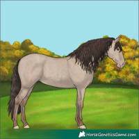 Horse Color:Classic Champagne Dun