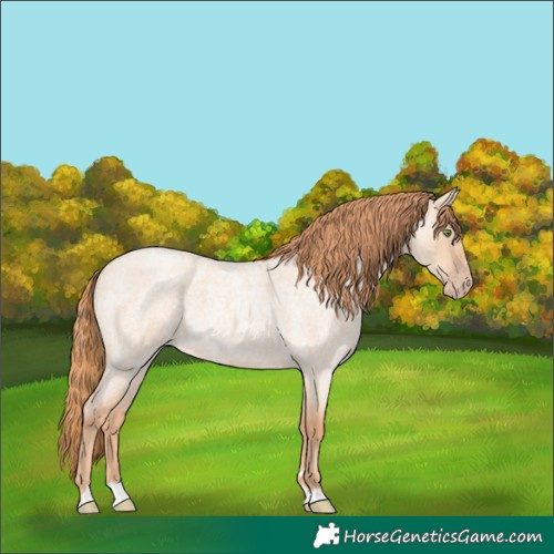 Horse Color:Gold Champagne Roan Dun 