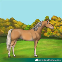 Horse Color:Palomino 