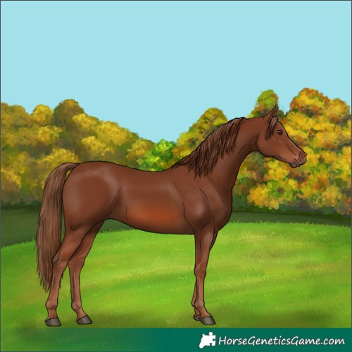 Horse Color:Chestnut 